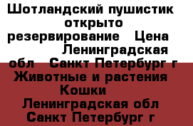 Шотландский пушистик, открыто резервирование › Цена ­ 30 000 - Ленинградская обл., Санкт-Петербург г. Животные и растения » Кошки   . Ленинградская обл.,Санкт-Петербург г.